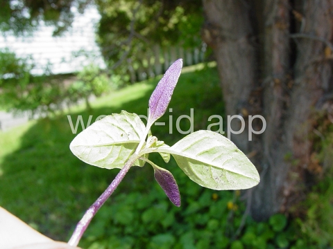 apple-of-Peru